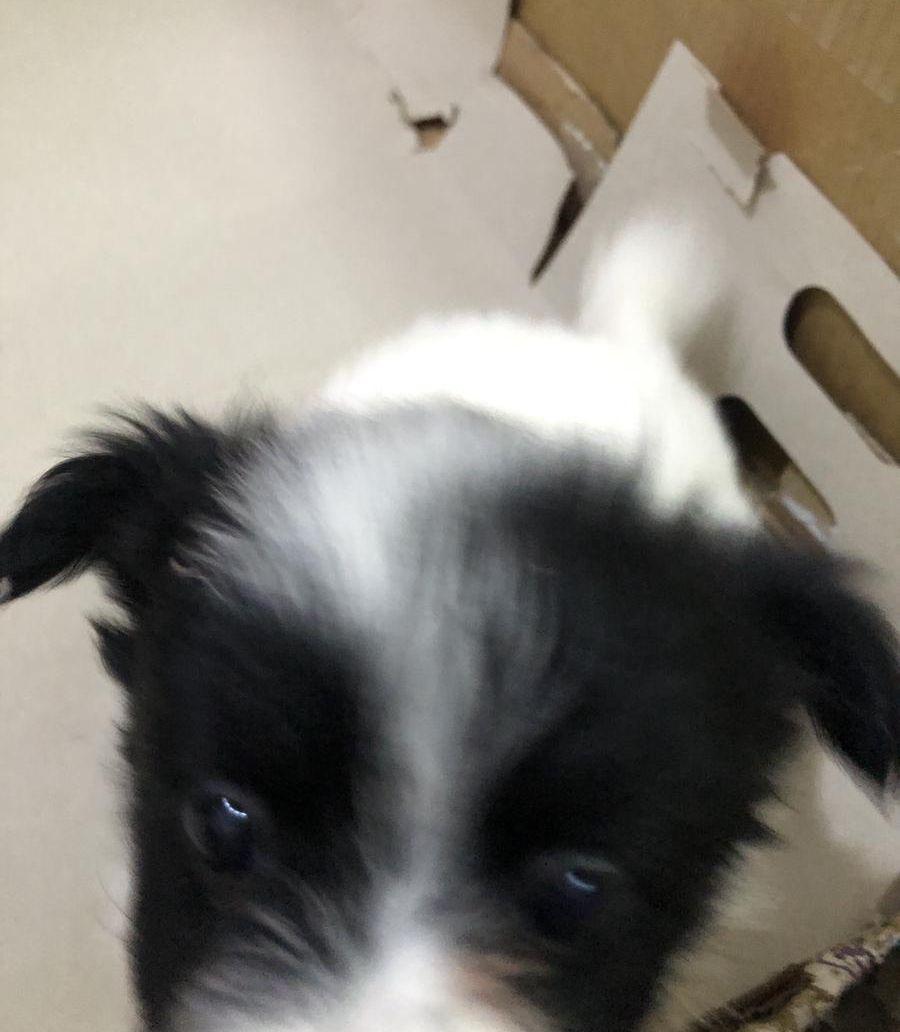 Maltese Puppies