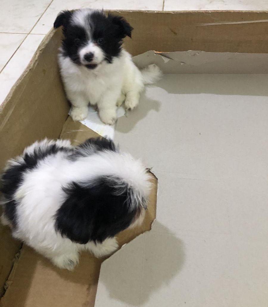Maltese Puppies