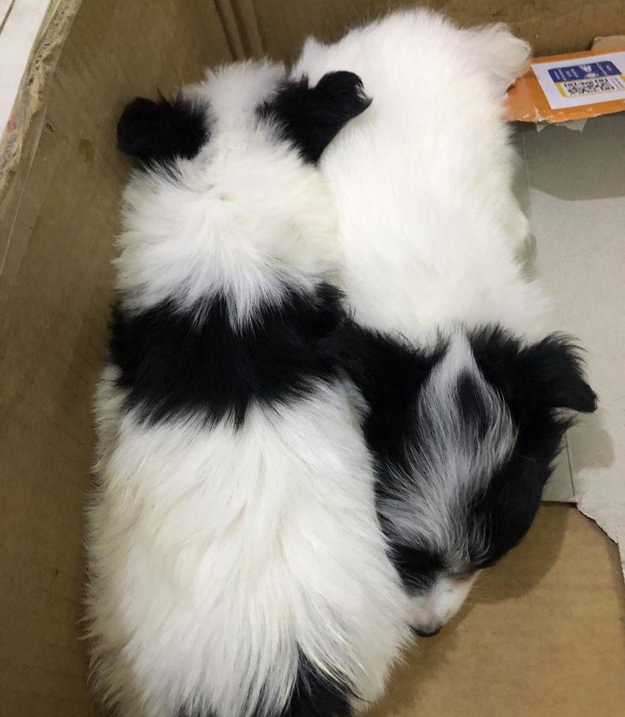 Maltese Puppies