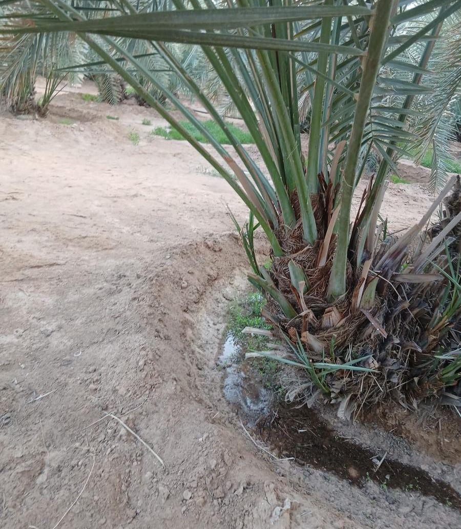 يوجد نخيل للبيع