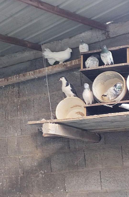 حمام مشكل