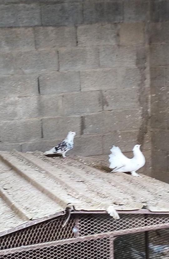 حمام مشكل