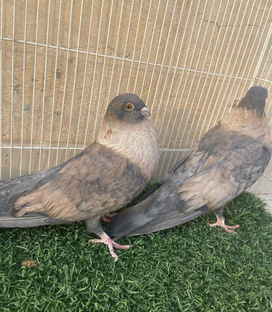 جوز ريحاني معه