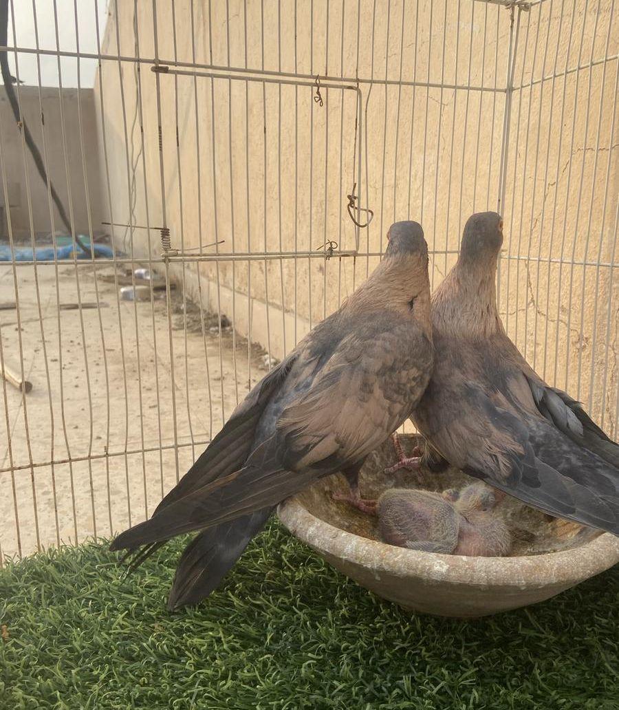 جوز ريحاني معه