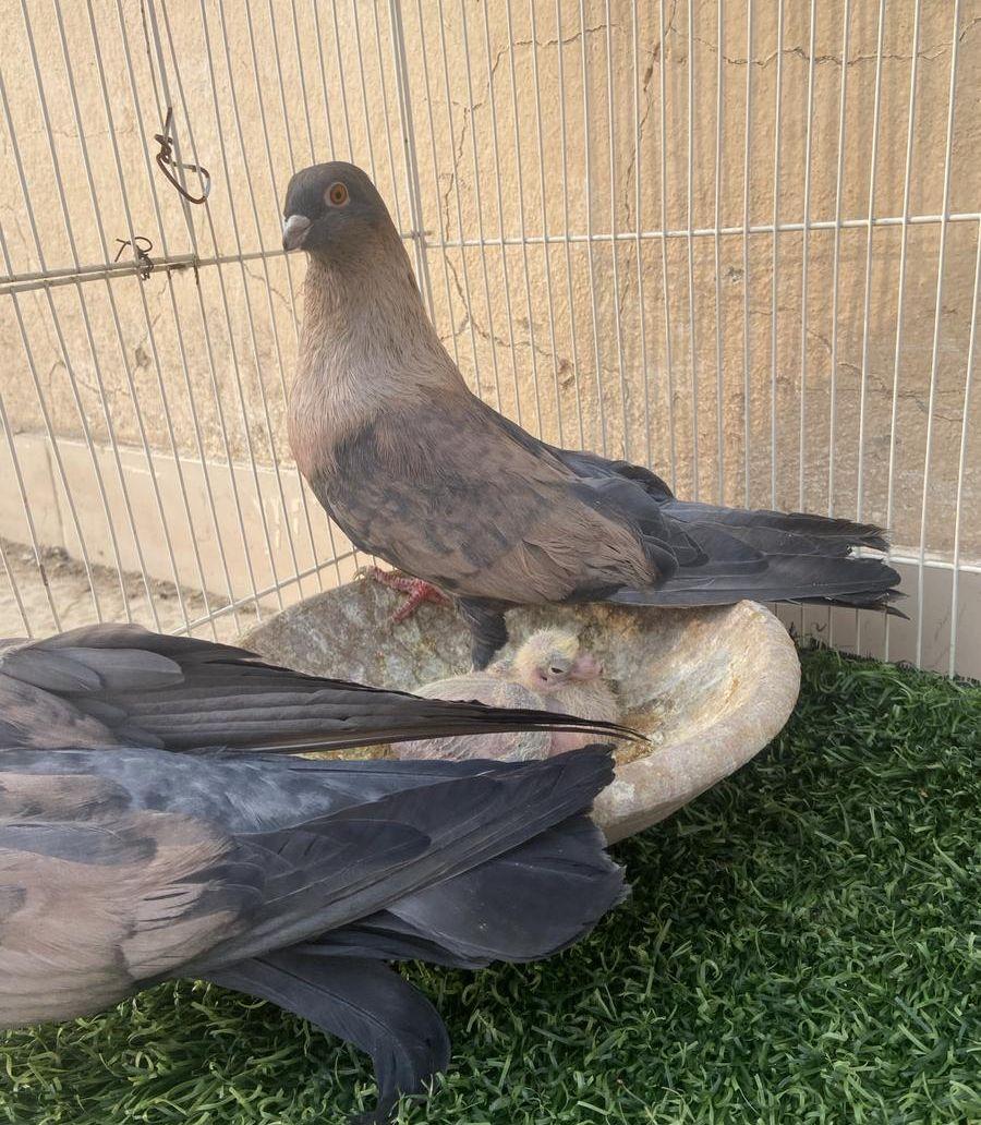 جوز ريحاني معه