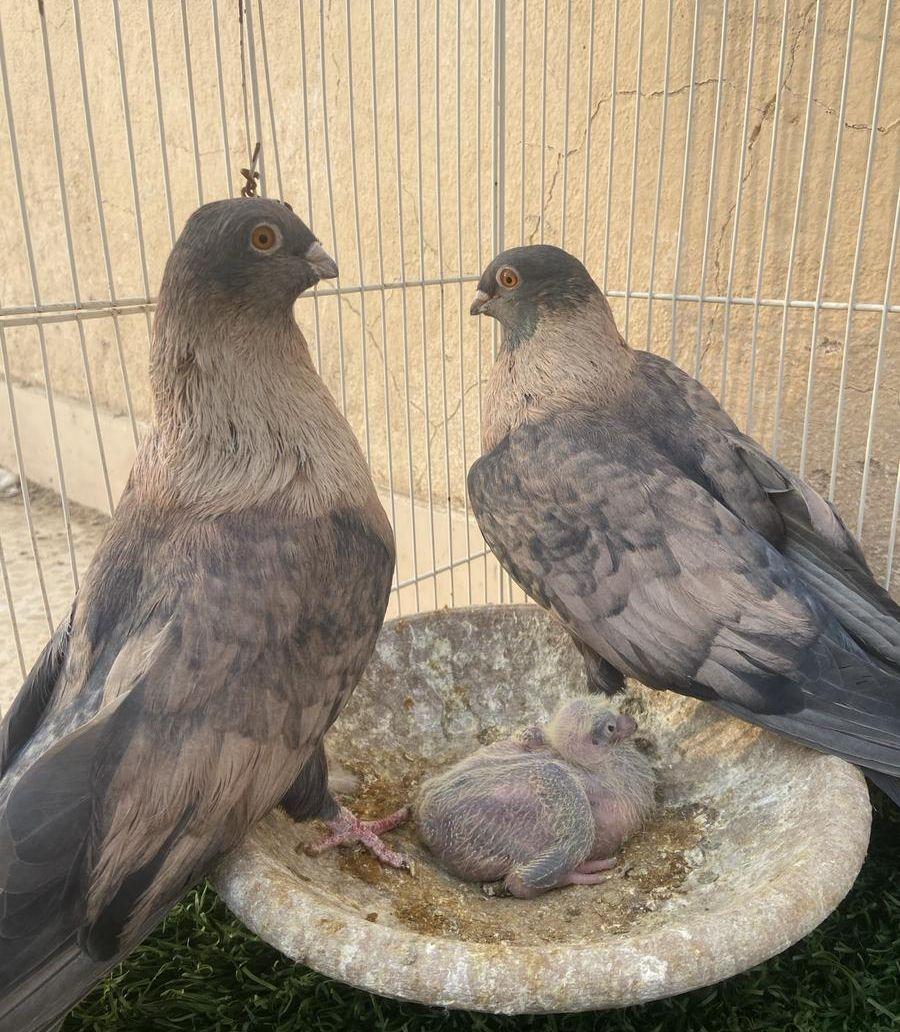 جوز ريحاني معه