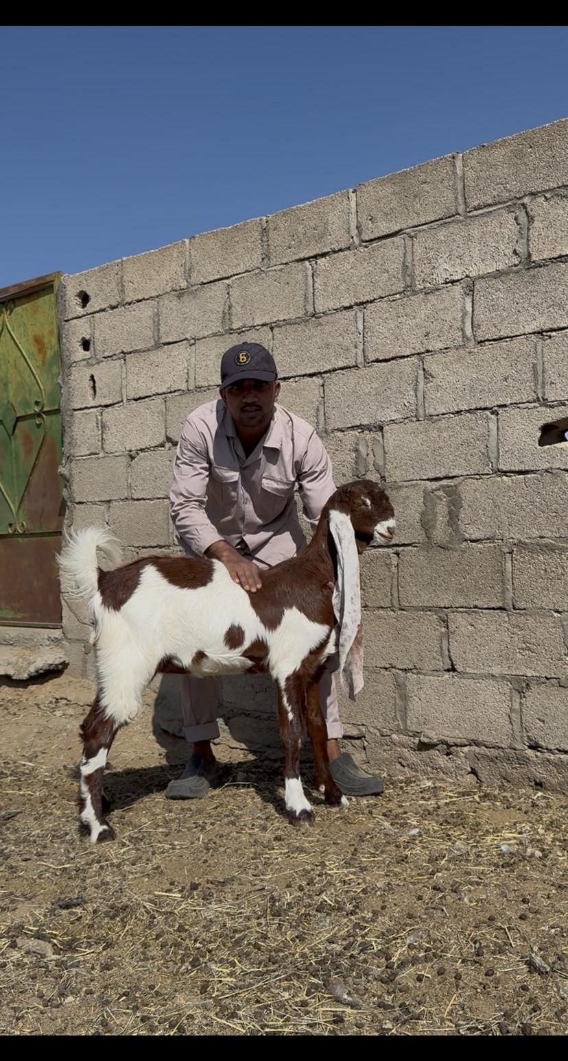 جفره حجازية _