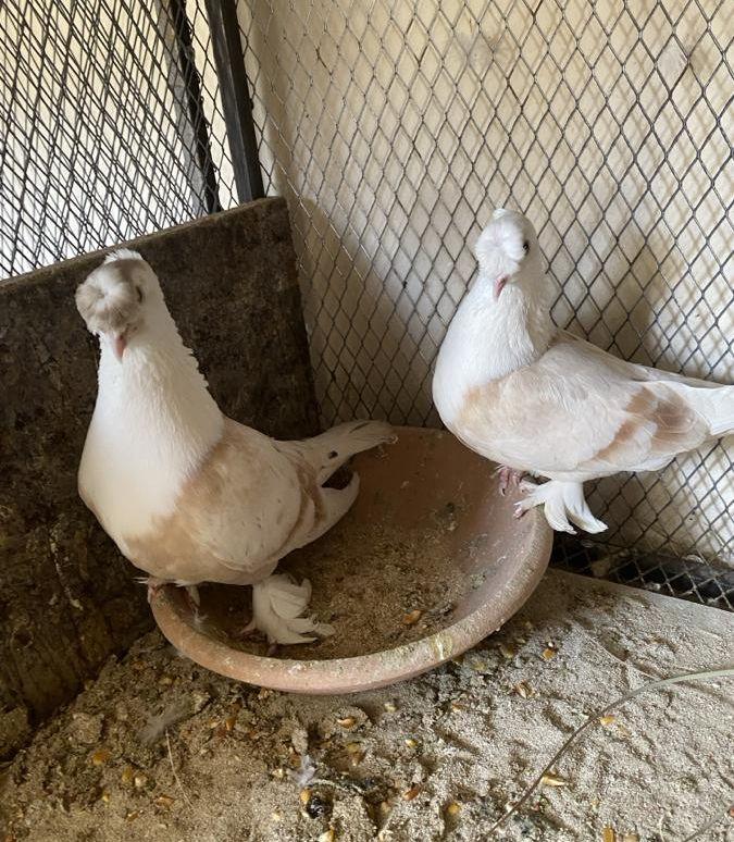 جوزين الاول لبناني