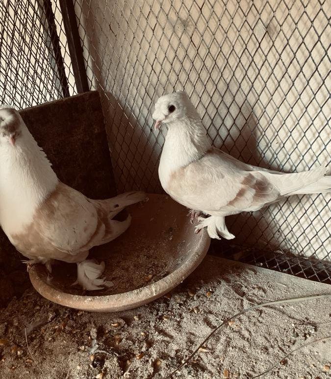 جوزين الاول لبناني