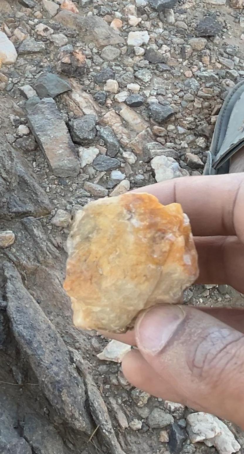 عروق مرو للبيع
