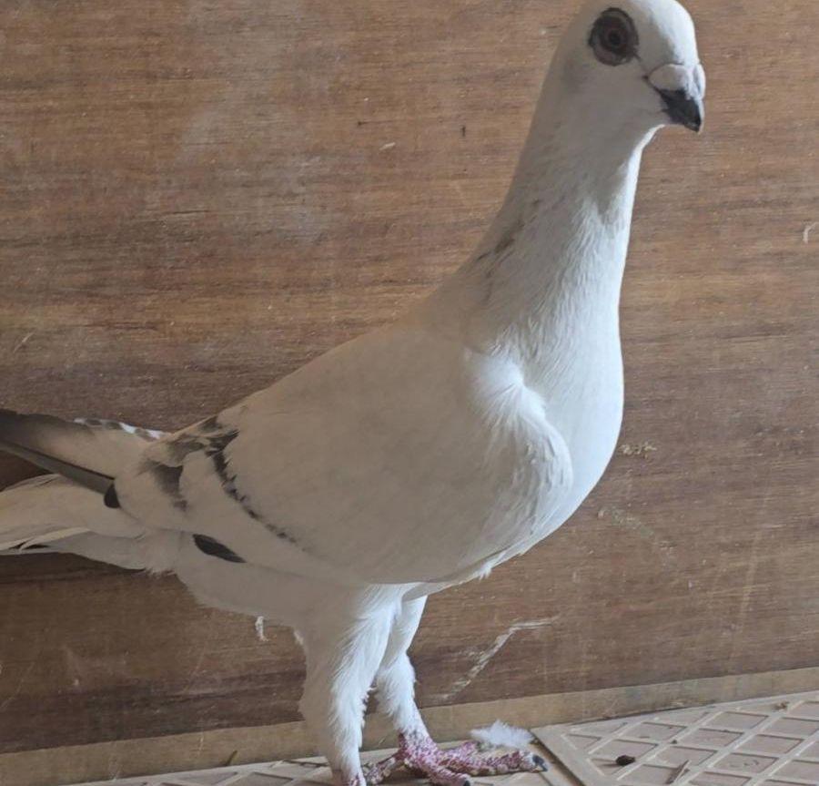 جوز نغوله بطل