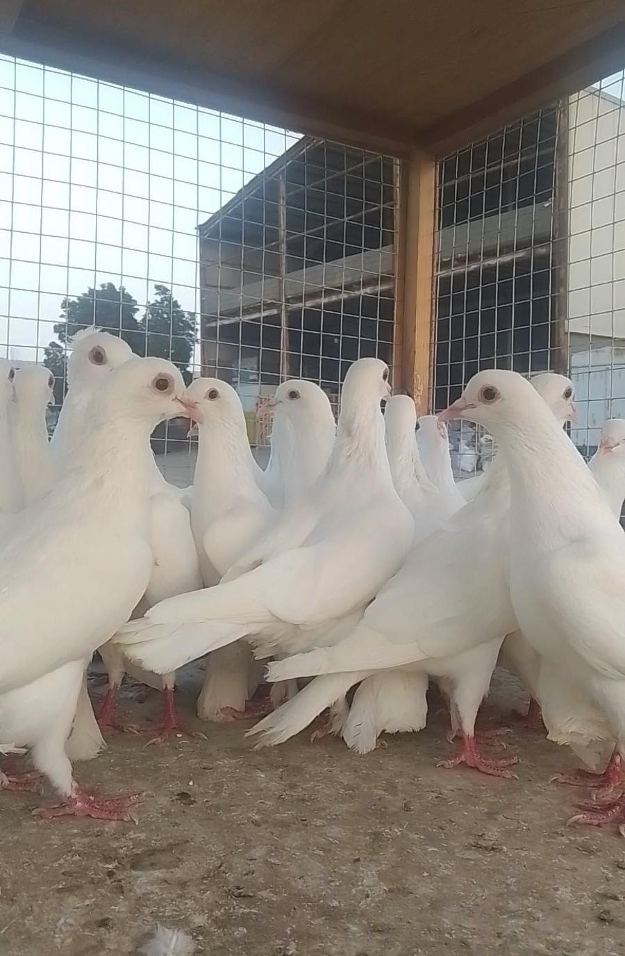حمام فرنسي جامبو