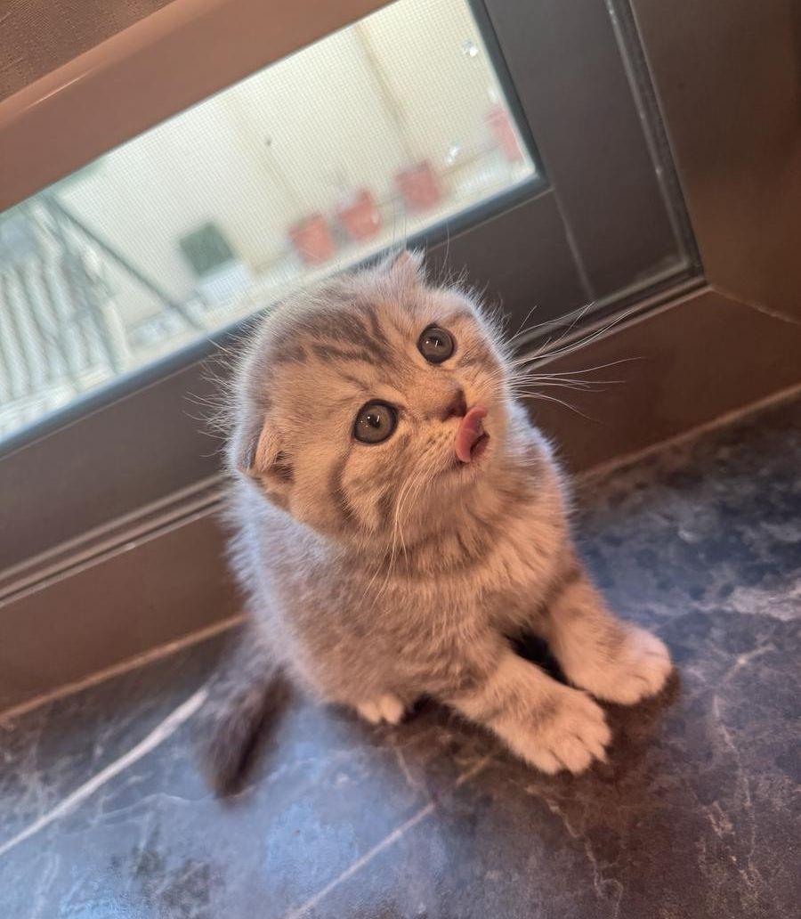 قطط سكوتش فولد