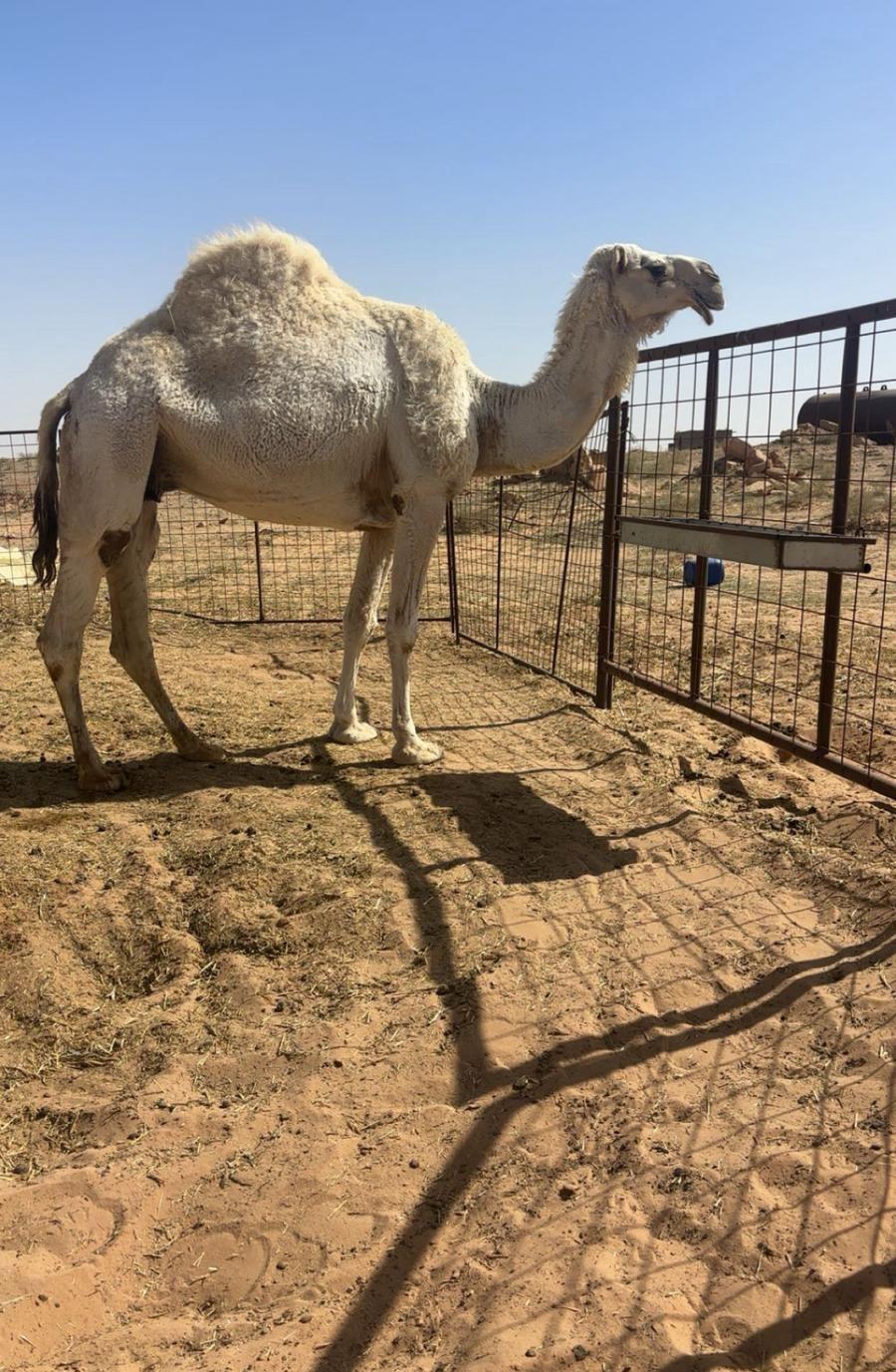 ناقه خفوت وضحا