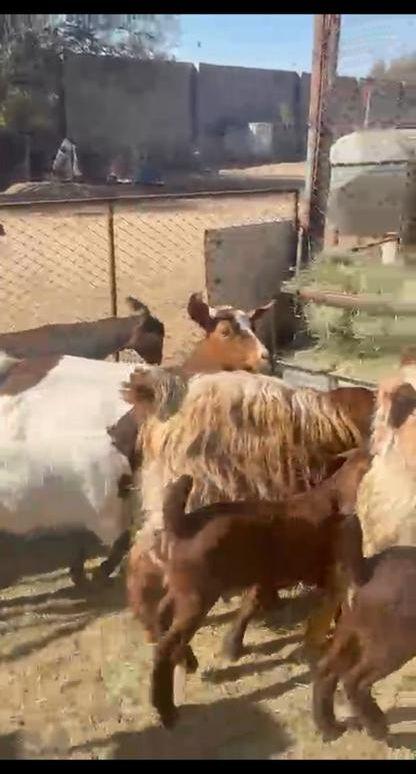 3 عنقان عليها