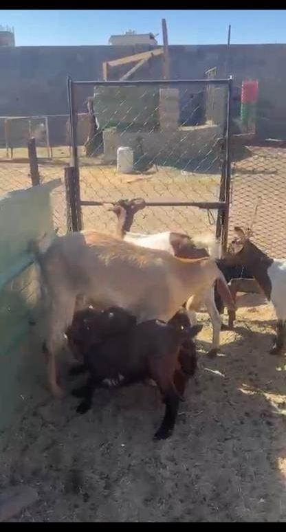3 عنقان عليها