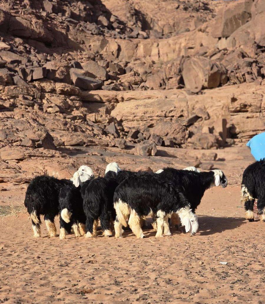 خرفان نجد بريه