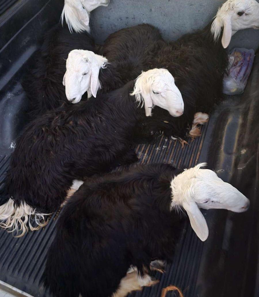 خرفان نجد بريه