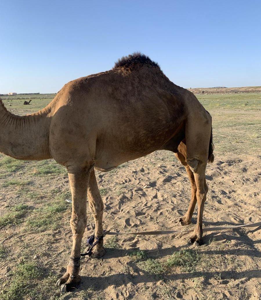 الحمدنية