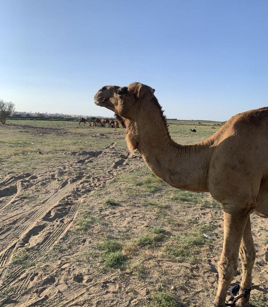الحمدنية