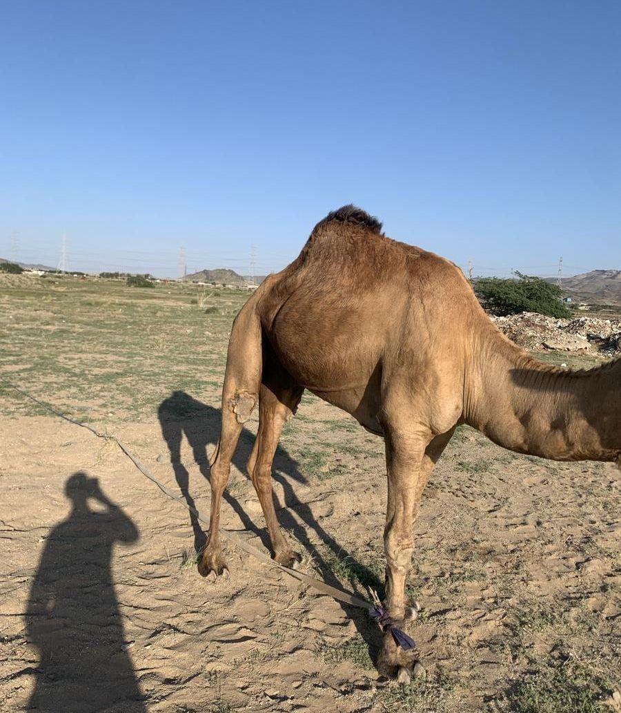 الحمدنية