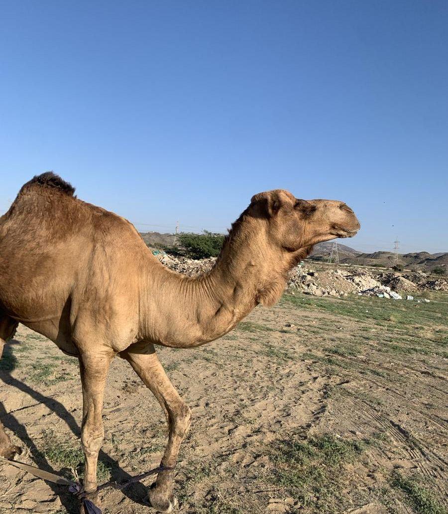 الحمدنية