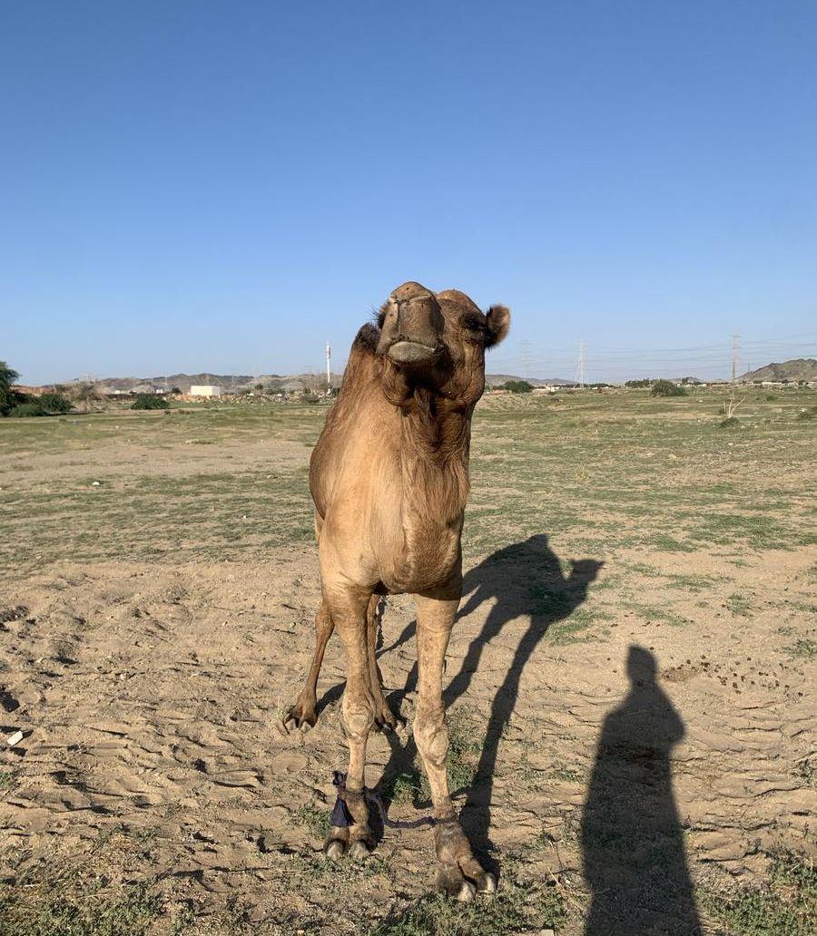 الحمدنية