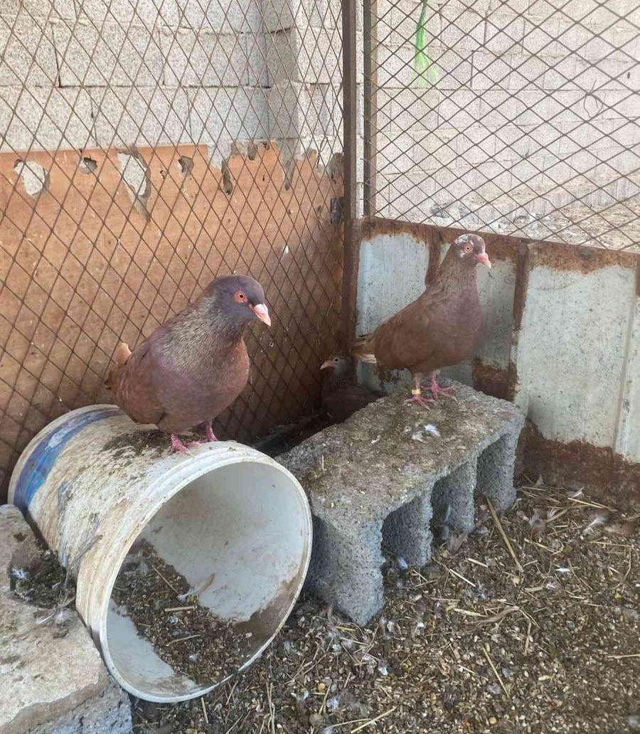 زوج حمام مصري