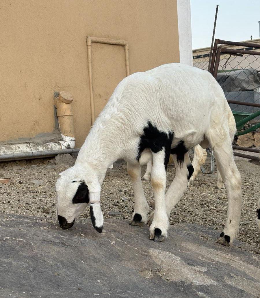 تؤام سواكن