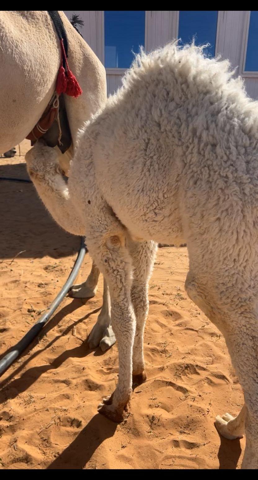 للبيع حوار لباني