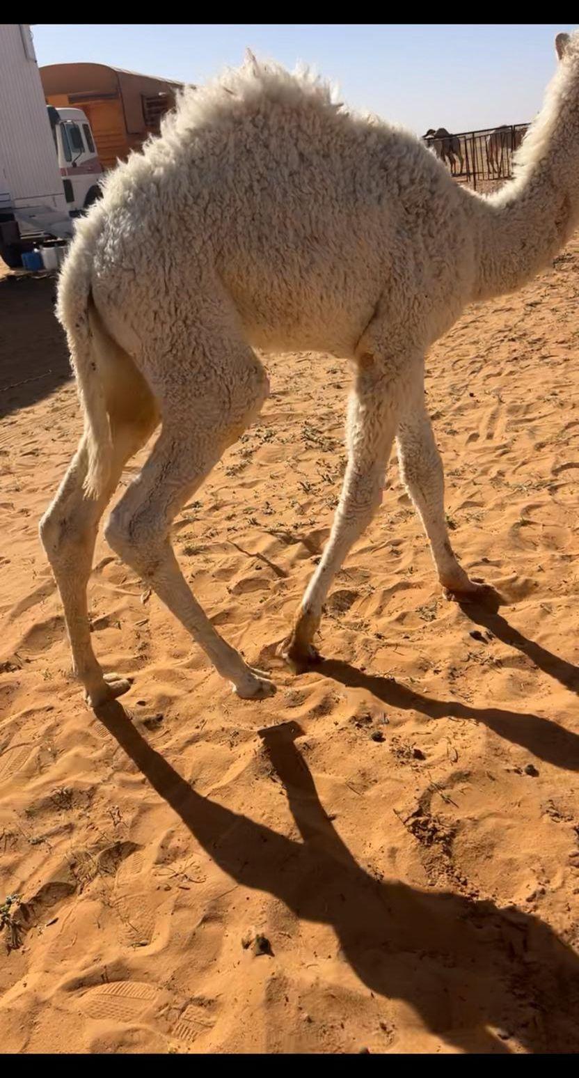 للبيع حوار لباني