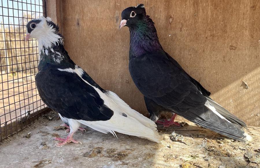 للبيع قطايف مطير