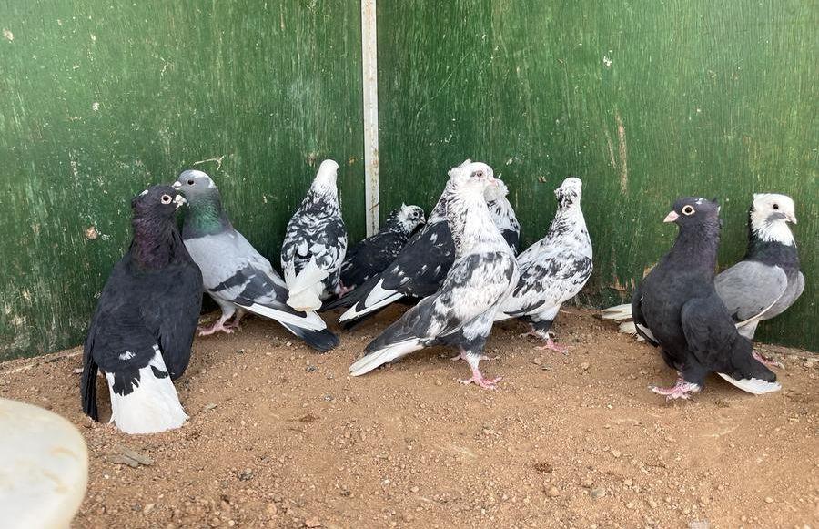 للبيع قطايف مطير