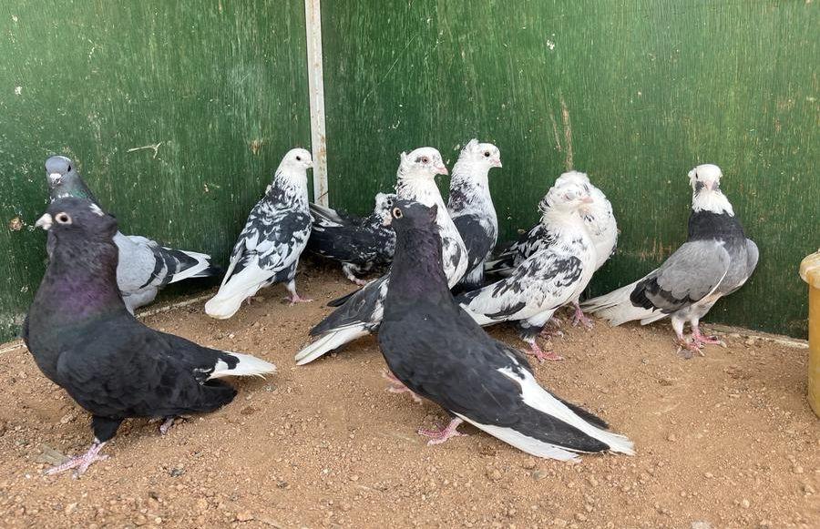 للبيع قطايف مطير