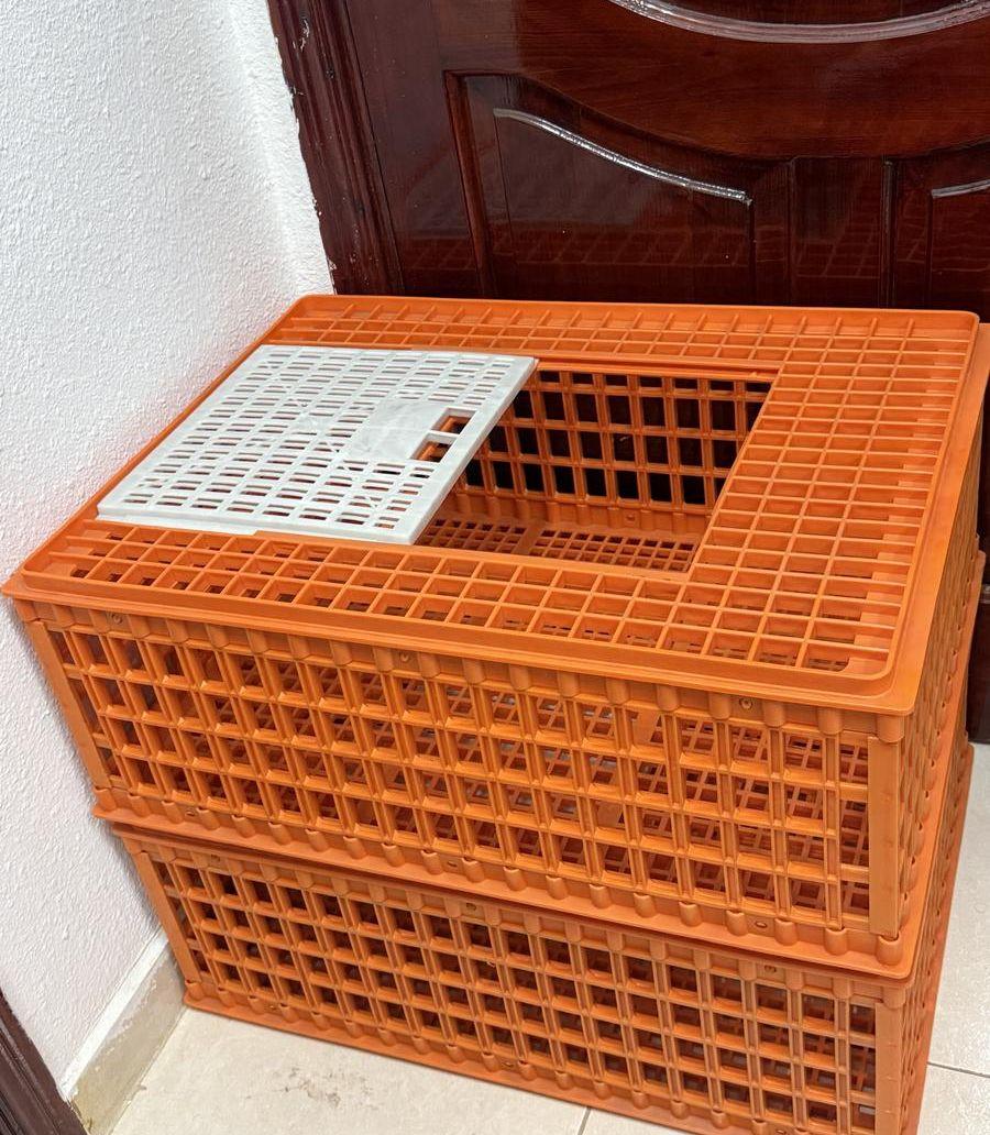شبك نقل الطيور