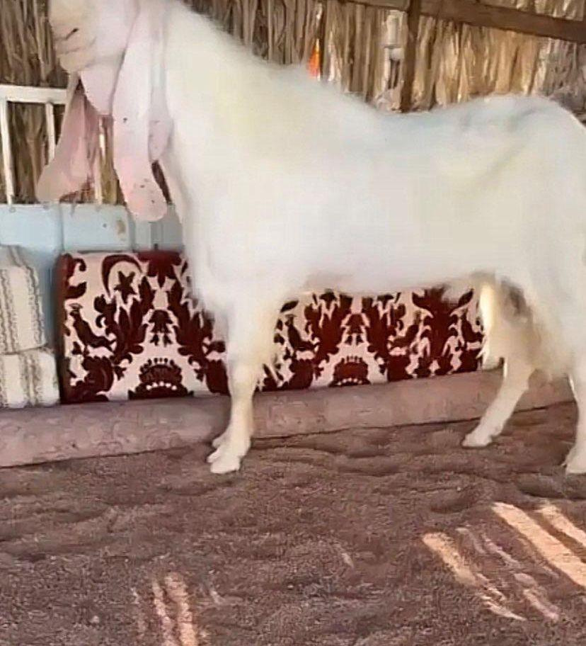 ماعز ابيض