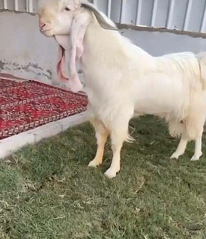 ماعز ابيض