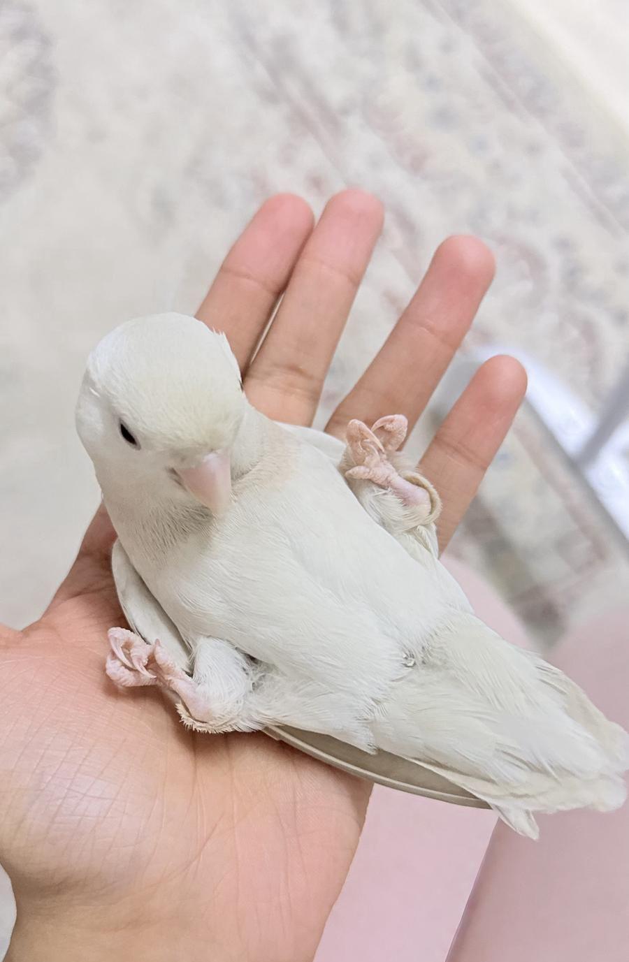 روز ضايع