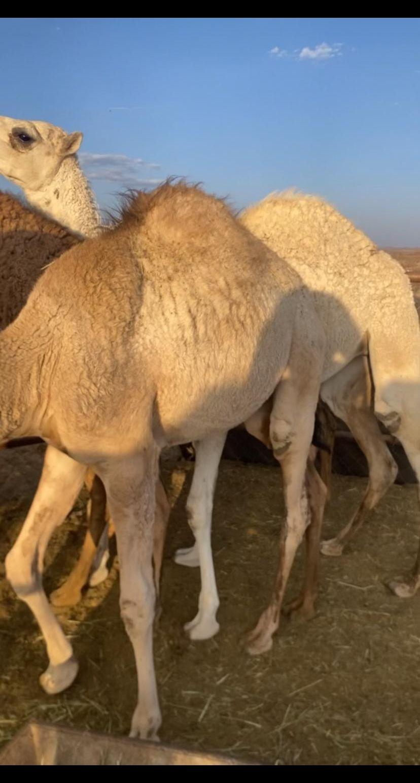اربع بكار وقعود