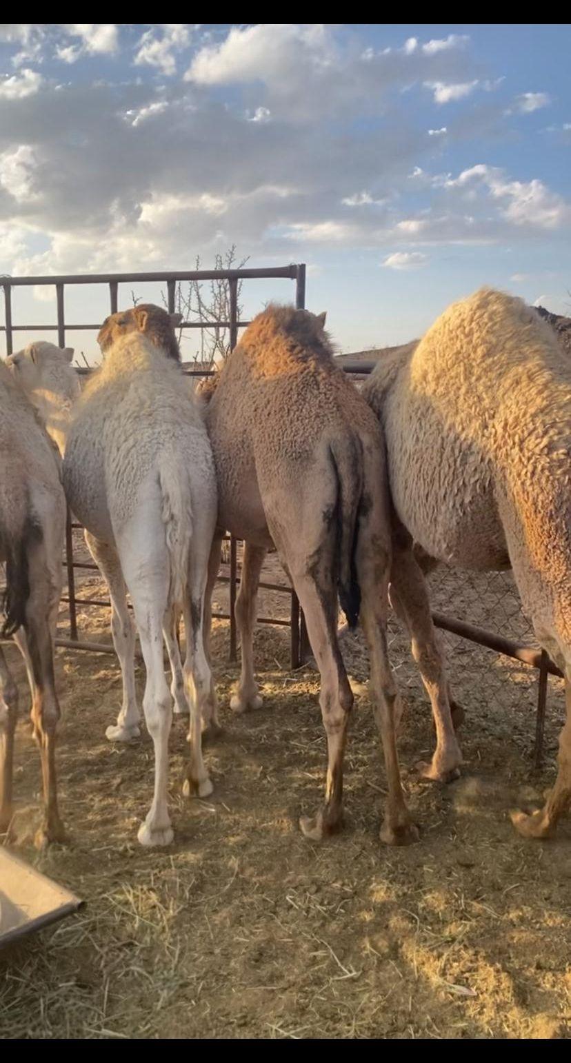 اربع بكار وقعود