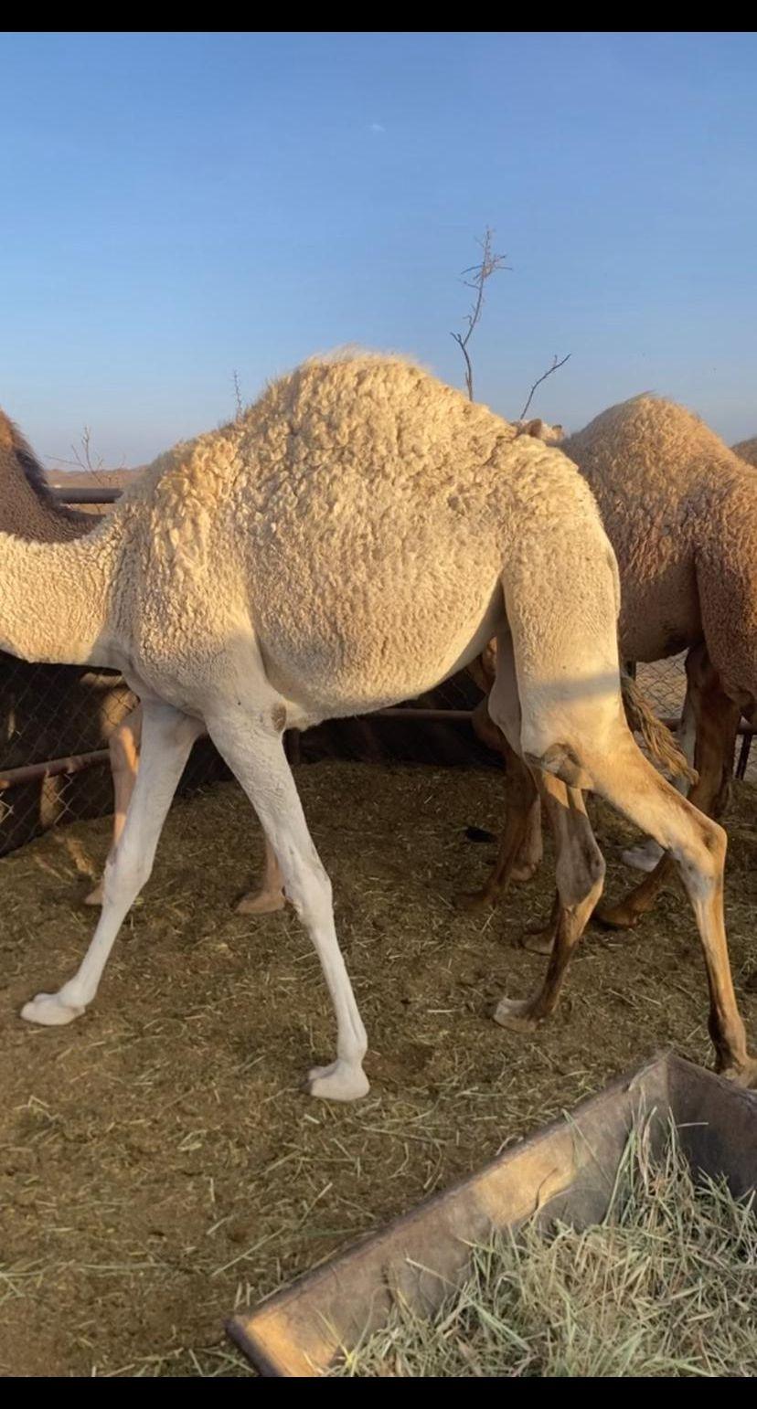 اربع بكار وقعود