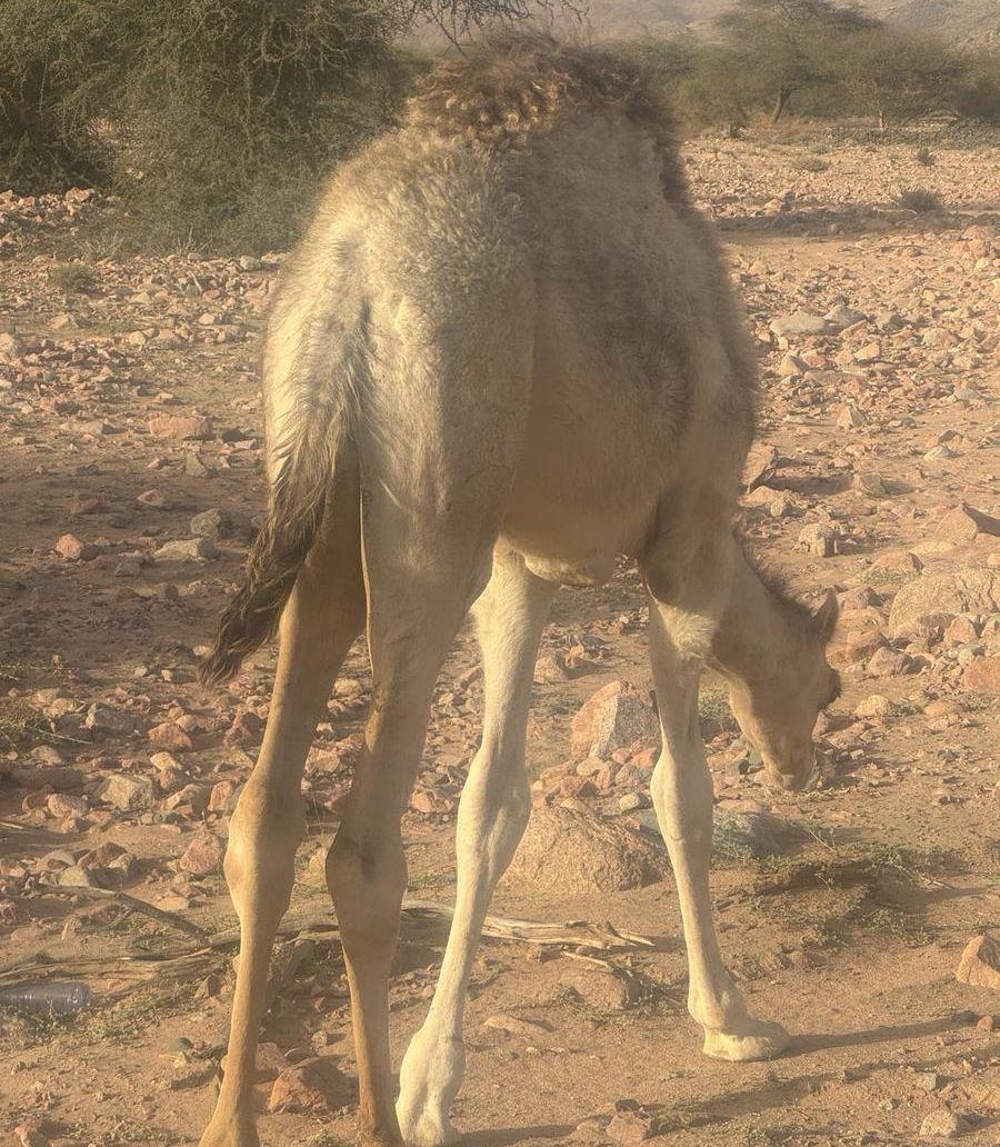حاشي لباني سمين