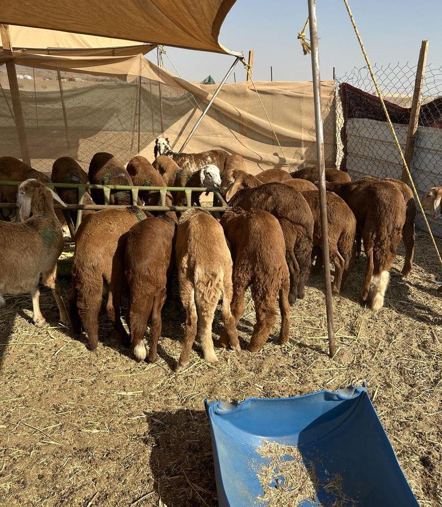 طليان سواكني حمري