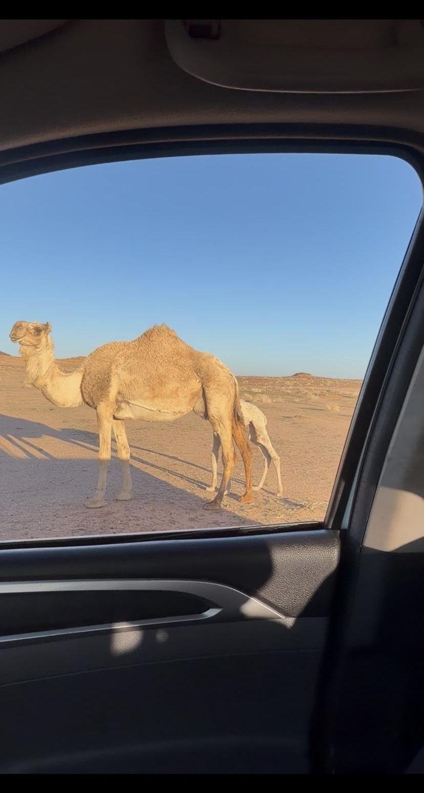 خلفه مصغر هديه