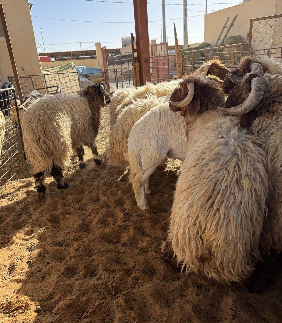 ذبايح