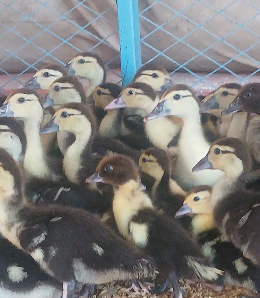 صوص بط مسكوفي