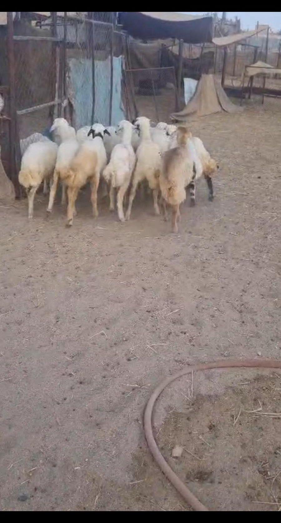ذبايح بيشه