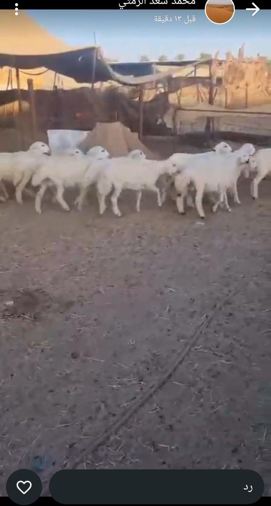 ذبايح بيشه