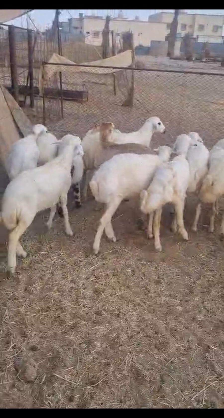 ذبايح بيشه