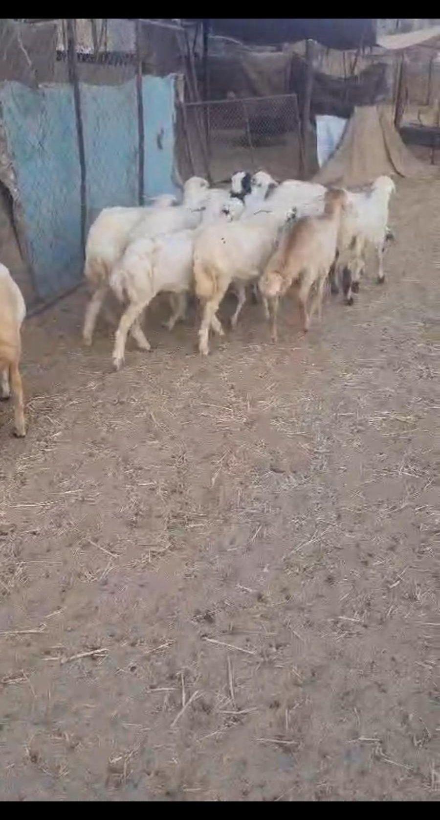 ذبايح بيشه